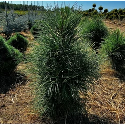 Oszlopos feketefenyő PINUS NIGRA PYRAMIDALIS 60/80*