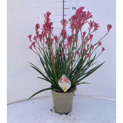 Kengurumancs ANIGOZANTHOS SZÍNEK CS17