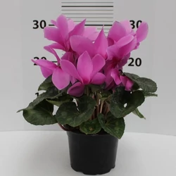 Ciklámen CYCLAMEN CS10,5-13  