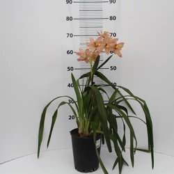 Csónakorchidea CYMBIDIUM 2 FÜRTÖS CS14