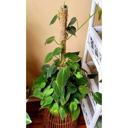 Kúszó filodendron PHILODENDRON SCANDENS KOKUSZRA FUTTATVA CS21