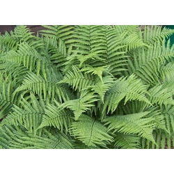 Erdei pajzsika DRYOPTERIS FAJTÁK CS23