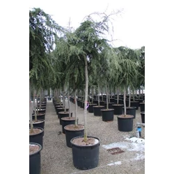 Csüngő himalájai cédrus  CEDRUS DEODARA PENDULA T200 16/18 K90
