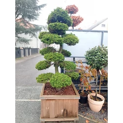 Hamisciprus    CHAMAECYPARIS OBTUSA BONSAI FA LÁDÁBAN