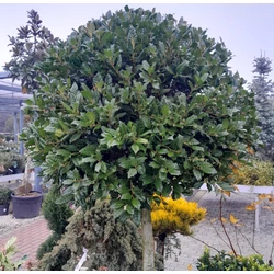 Közönséges magyal   ILEX MUTCHAGARA NELLIE R. STEVENS T1/2 14/16 K90