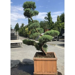 Virginiai boróka   JUNIPERUS VIRGINIANA GREY OWL BONSAI 140/160 FA KALODÁBAN