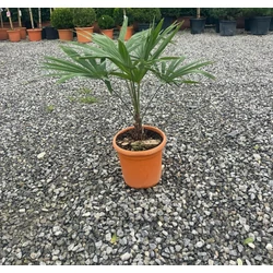 Kínai kenderpálma CHAMAEROPS EXCELSA K15