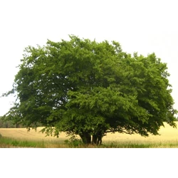Közönséges gyertyán   CARPINUS BETULUS T1/2 FAL K70