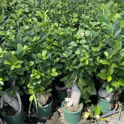 Fikusz bonsai FICUS GINSENG BONSAI K2