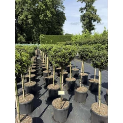 Közönséges magyal ILEX AQUIFOLIUM HECKENZWERG T60 K11