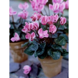 Ciklámen CYCLAMEN CS9 