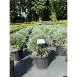 Erdeifenyő PINUS SYLVESTRIS CHANTRY BLUE 30/+ K11
