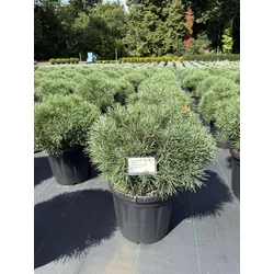 Törpe erdeifenyő PINUS SYLVESTRIS SANDRINGHAM 40/50 K18