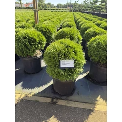 Gömbtuja   THUJA OCCIDENTALIS DANICA 25/30 K8