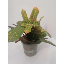 Kroton CODIAEUM EXCELLENT CS13
