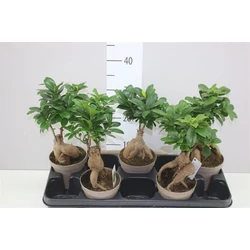 Fikusz bonsai FICUS GINSENG CS11