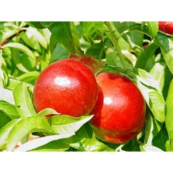 Caldesi 2020 nektarin PRUNUS PERSICA NUCIPERSICA CALDESI 2020 SZGY