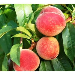 Springtime őszibarack PRUNUS PERSICA SPRINGTIME SZGY