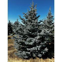 Kék ezüstfenyő PICEA PUNGENS HOOPSII 225/250 3×I*