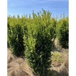 Aranylombú tiszafa TAXUS BACCATA WINTERGOLD 100/125*