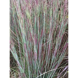 Fenyérfű SCHIZANCHYRUM SCOPPARIUM CS15