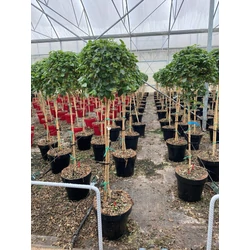 Sétányrózsa   LANTANA CAMARA T1/2 K13