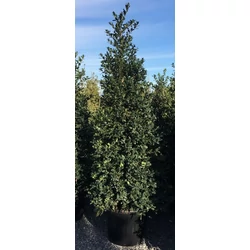 Közönséges magyal   ILEX MUTCHAGARA NELLIE R.STEVENS  KÚP 150/175 K110