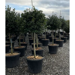 Közönséges magyal ILEX MUTCHAGARA NELLIE R. STEVENS T1/2 K110