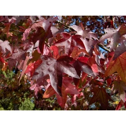 Amerikai ámbrafa   LIQUIDAMBAR STYRACIFLUA RED STAR 400/450 K110