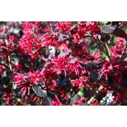 Kínai rojtosvirág LOROPETALUM CHINENSE BLACK PEARL GÖMB 40/50 K25