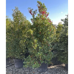 Kékeslevelű magyal ILEX MESERVEAE HECKENFEE KÚP K50