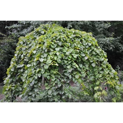 Csüngő hegyi szil  ULMUS GLABRA CAMPERDOWNII T170 10/14 K25