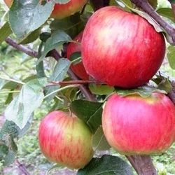 Egri piros alma MALUS DOMESTICA EGRI PIROS K12