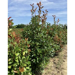 Örökzöld korallberkenye PHOTINIA FRASERI RED ROBIN 175/200*