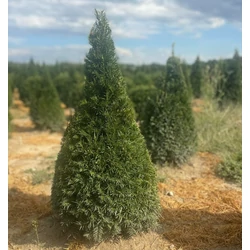 Oszlopos tiszafa TAXUS MEDIA GROENLAND KÚPRA NYÍRT 80/100*