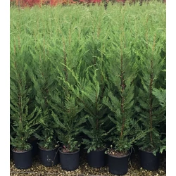 Leyland ciprus CUPRESSOCYPARIS LEYLANDII '2001' 100/125 K25