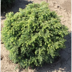 Kanadai hemlokfenyő TSUGA CANADENSIS JEDDELOH 30/35 K8