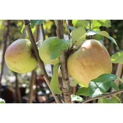 Mutsu alma MALUS DOMESTICA MUTSU 200/250 K12