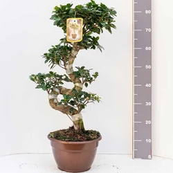 Fikusz bonsai BONSAI S-FORMA 80/85CM K10 