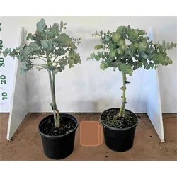 Havasi eukaliptusz  EUCALYPTUS GUNNII T70 K3