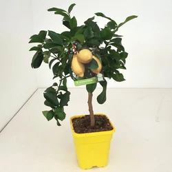 Citrom   CITRUS LIMONE T1/4 65CM K5 (CITROMSÁRGA SZÖGLETES CSERÉP)