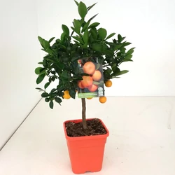 Kalamondin CITRUS CALAMONDINO T1/4 65CM K5 (NARANCSSÁRGA SZÖGLETES CSERÉP)