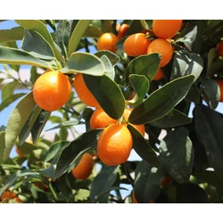 Koktélnarancs   CITRUS KUMQUAT T1/2 K30