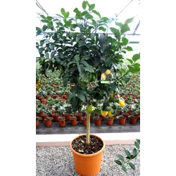 Citrom   CITRUS LIMONE T1/2 K30