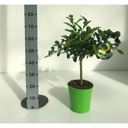 Kaffir lime  CITRUS HYSTRIX T1/4 70/80 K5 (ZÖLD SZÖGLETES CSERÉP)