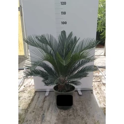 Szágópálma CYCAS REVULATA K9