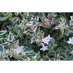 Nagyvirágú tárnicslonc ABELIA GRANDIFLORA 30/50 K9