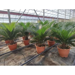 Szágópálma CYCAS REVULATA K5