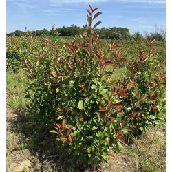 Örökzöld korallberkenye PHOTINIA FRASERI RED ROBIN 125/150*