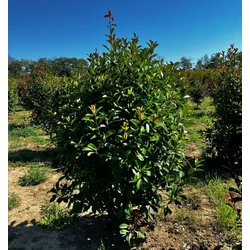 Örökzöld korallberkenye PHOTINIA FRASERI RED ROBIN 150/175*